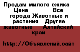 Продам милого ёжика › Цена ­ 10 000 - Все города Животные и растения » Другие животные   . Алтайский край